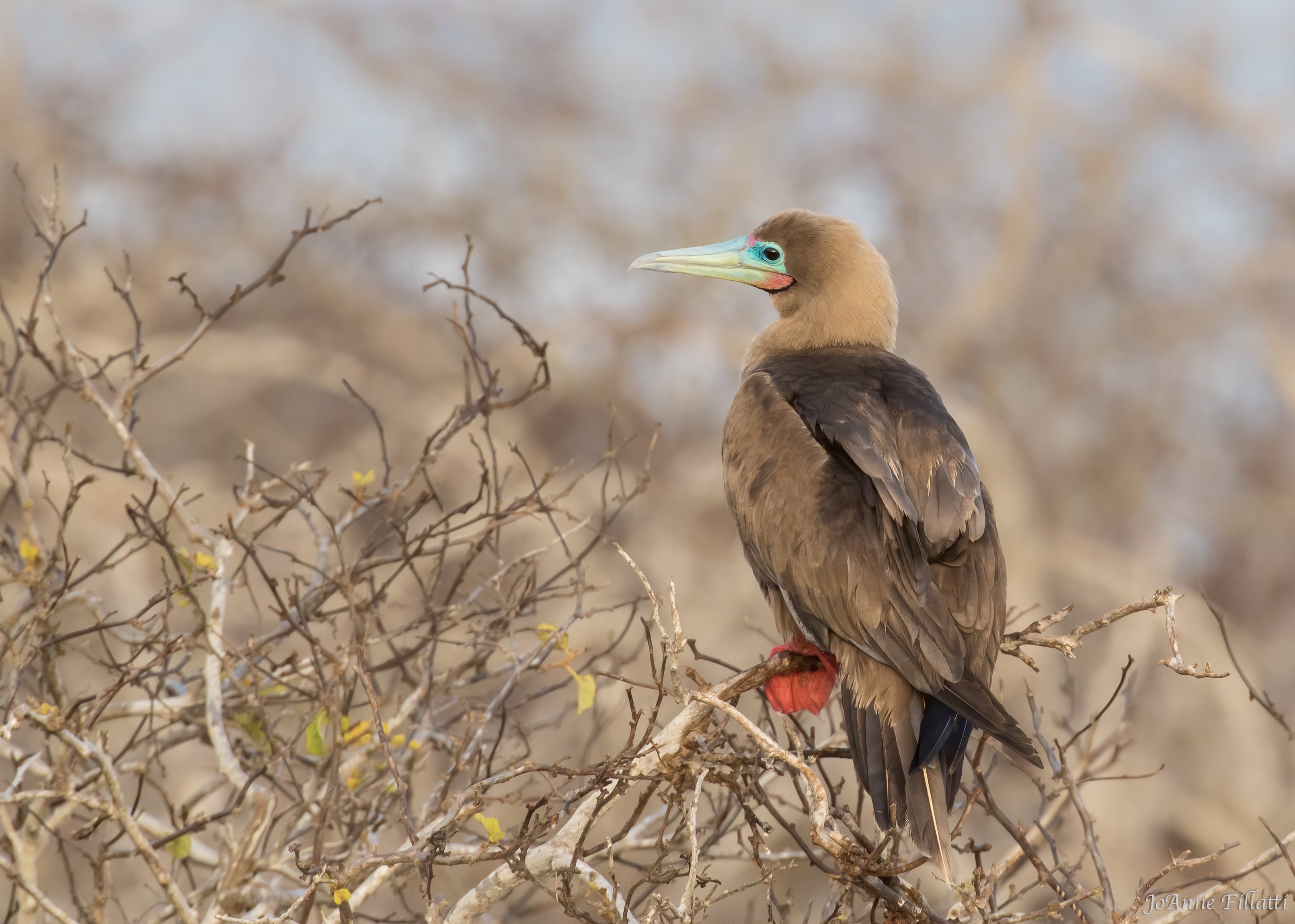 bird of galapagos image 22